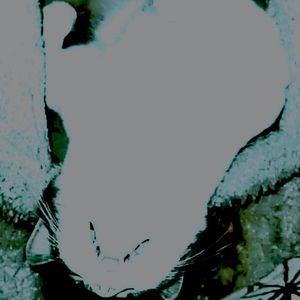 Meet your Posher, Genesis